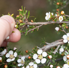 Leptospermum scoparium
