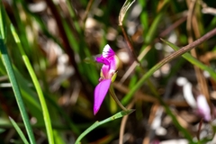 Polygala