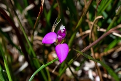 Polygala