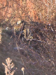 Carpodacus pulcherrimus