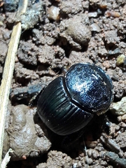 Dendropaemon convexus