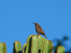 Chalcomitra senegalensis