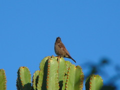 Chalcomitra senegalensis