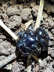 Dendropaemon convexus