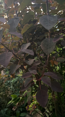 Euphorbia cotinifolia