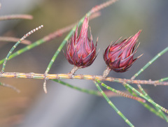 Cylindrococcus spiniferus