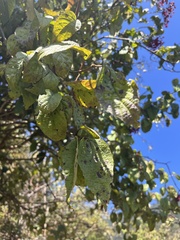 Viburnum mullaha