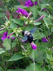 Xylocopa grisescens