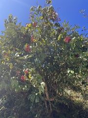 Viburnum mullaha