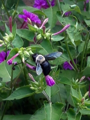 Xylocopa grisescens