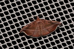 Corgatha ancistrodes