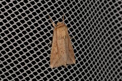 Mythimna semicana