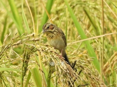 Emberiza fucata