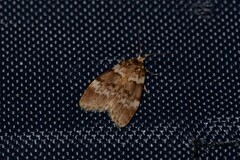 Scaphidriotis xylogramma