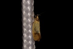 Merocroca automima