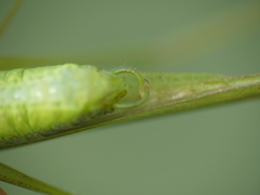 Phaneroptera laticerca