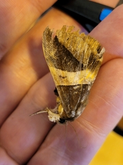 Bastilla fulvotaenia