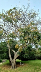Harpephyllum caffrum