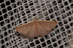 Idaea inversata