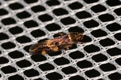 Catadoceta xanthostephana