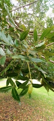 Harpephyllum caffrum