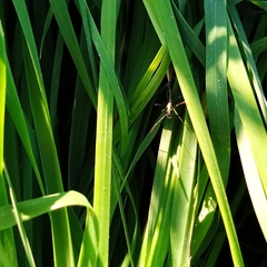 Micrelytra fossularum