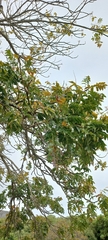 Harpephyllum caffrum