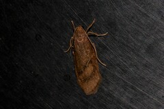 Lambula obliquilinea