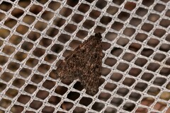 Araeopaschia demotis