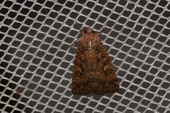 Hypoperigea tonsa