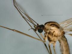 Dixella martinii