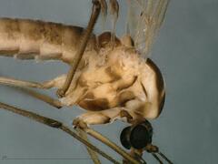 Dixella martinii
