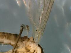 Dixella martinii