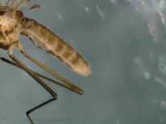 Dixella martinii
