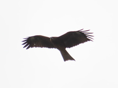 Milvus migrans lineatus
