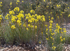 Glischrocaryon behrii