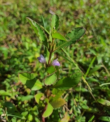 Hygrophila ringens