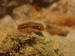 Helcogramma striata