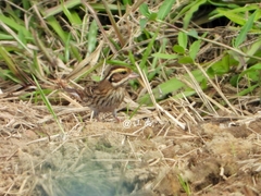 Emberiza chrysophrys