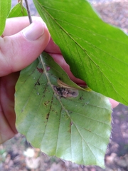 Phyllonorycter maestingella