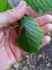 Phyllonorycter maestingella