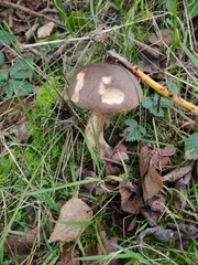 Leccinum scabrum