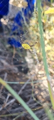 Argiope australis