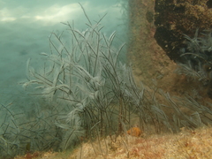 Macrorhynchia philippina