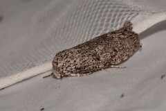 Cryptophasa irrorata