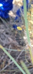 Argiope australis