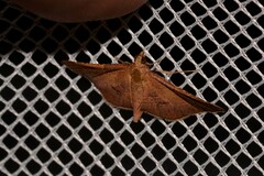 Endotricha pyrosalis