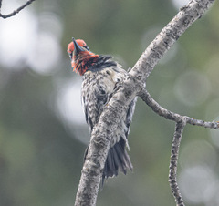 Sphyrapicus nuchalis