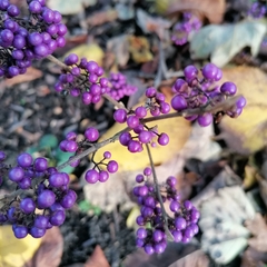 Callicarpa