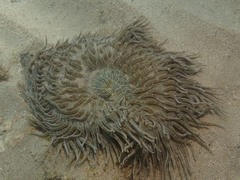 Heteractis aurora